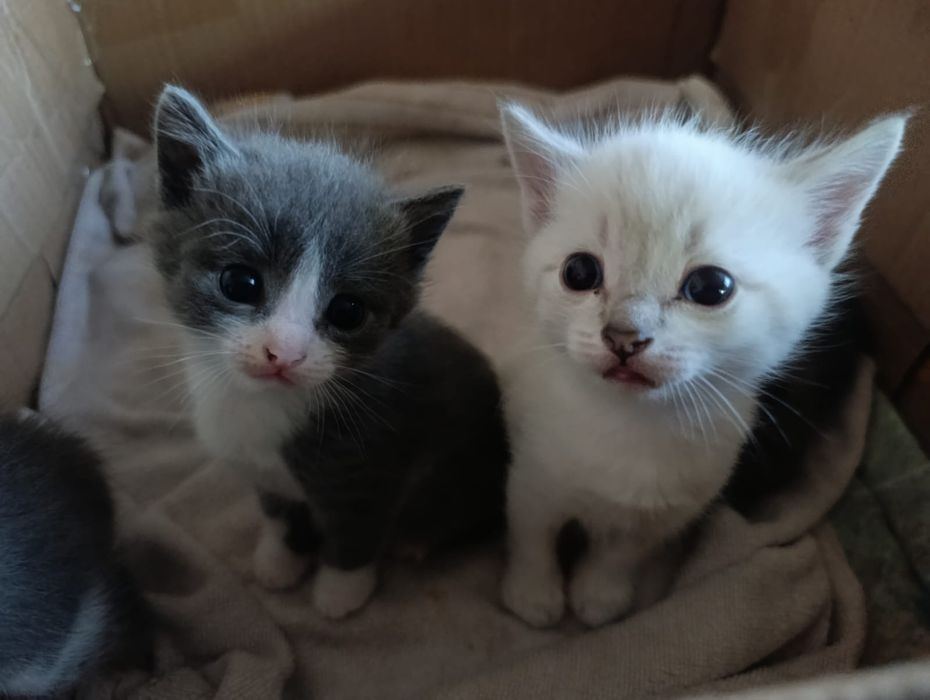Отдам котят в хорошие руки