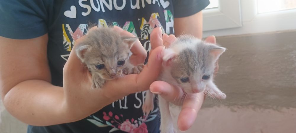 Подаряват се котенца