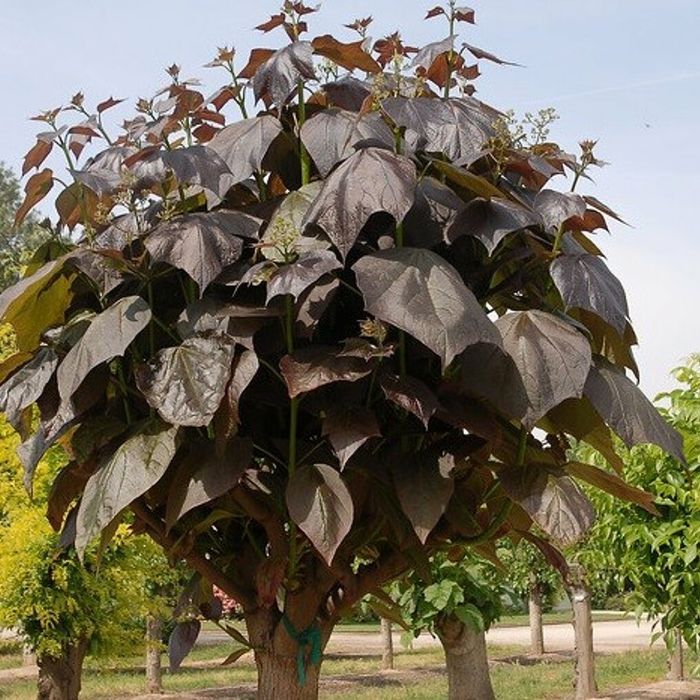 Pomi ornamental  Catalpa  purpurea