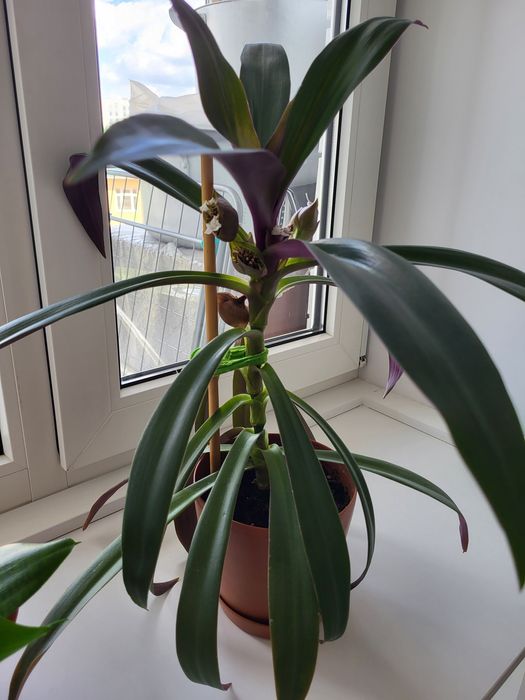 Комнатные цветы и растения