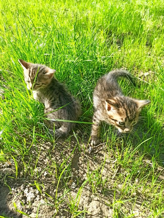 Отдам котят бесплатно