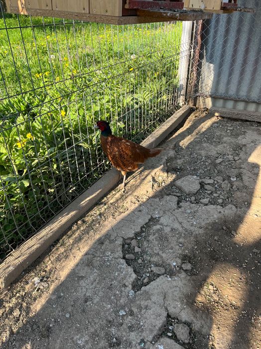 Vând fazani și ouă de fazani.