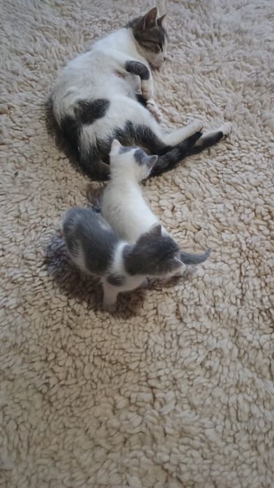 Малки котенца бебета