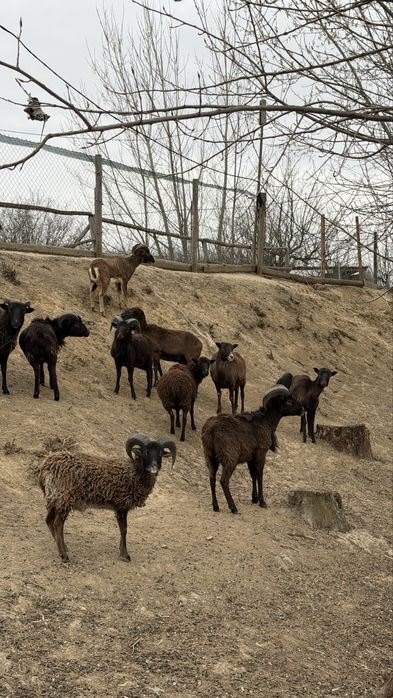 Мини овце холандски
