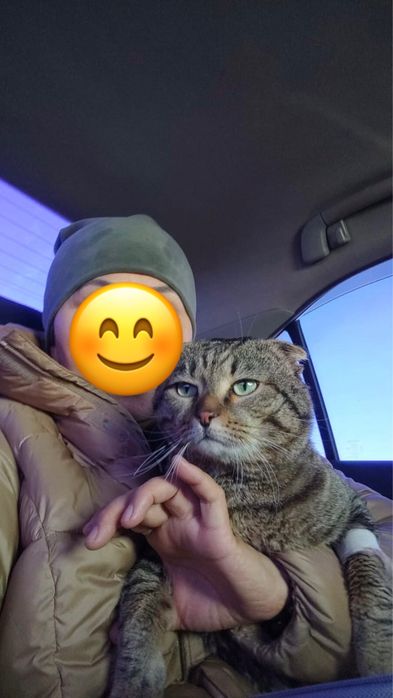 Отдам кота в хорошие руки