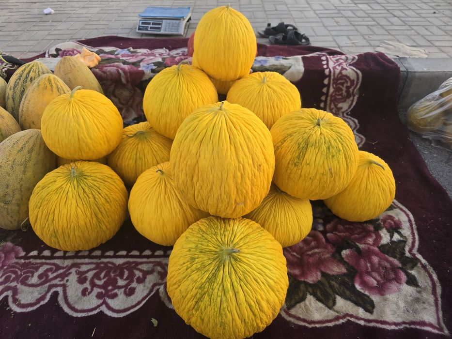 Қауын Шымкент қаласы