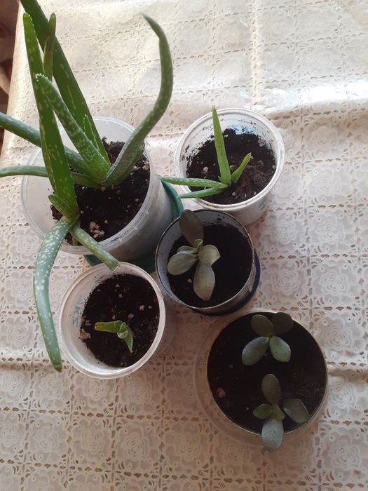 Марки советских времен, монеты, отдам отростки , колонку