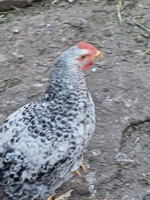 Продаю  домашних  петухов