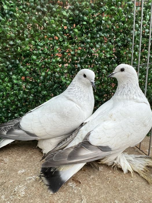 Саксонски Леден гълъб