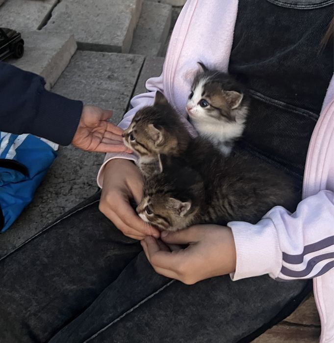 Отдадим котят в хорошие руки