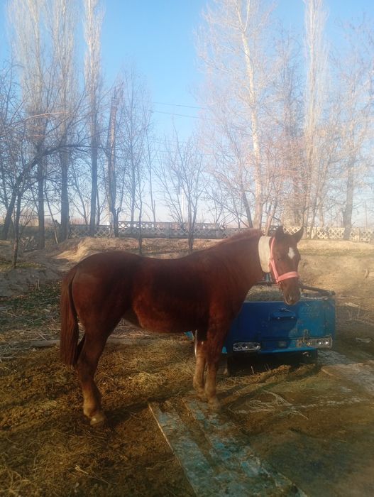 Байтал сатылады 2 жаста.