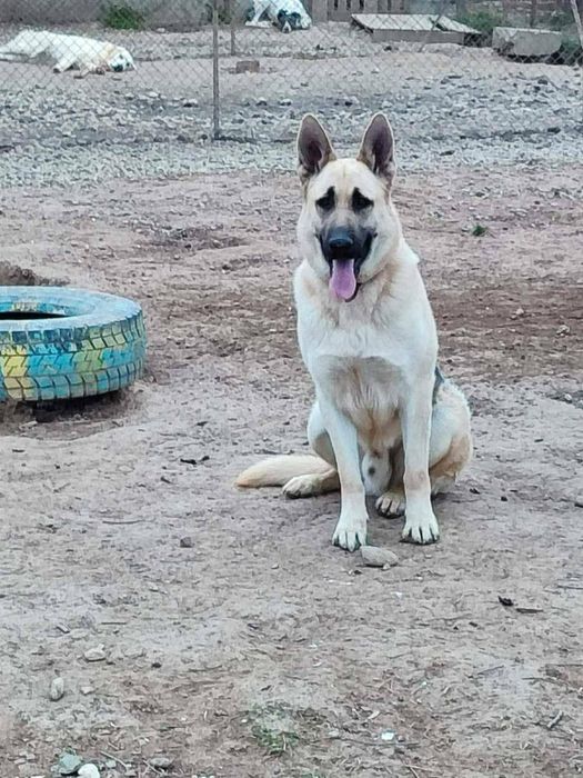 Продавам кученца