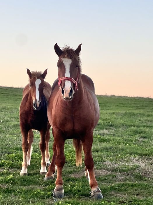 Vand armasar  de 3 ani