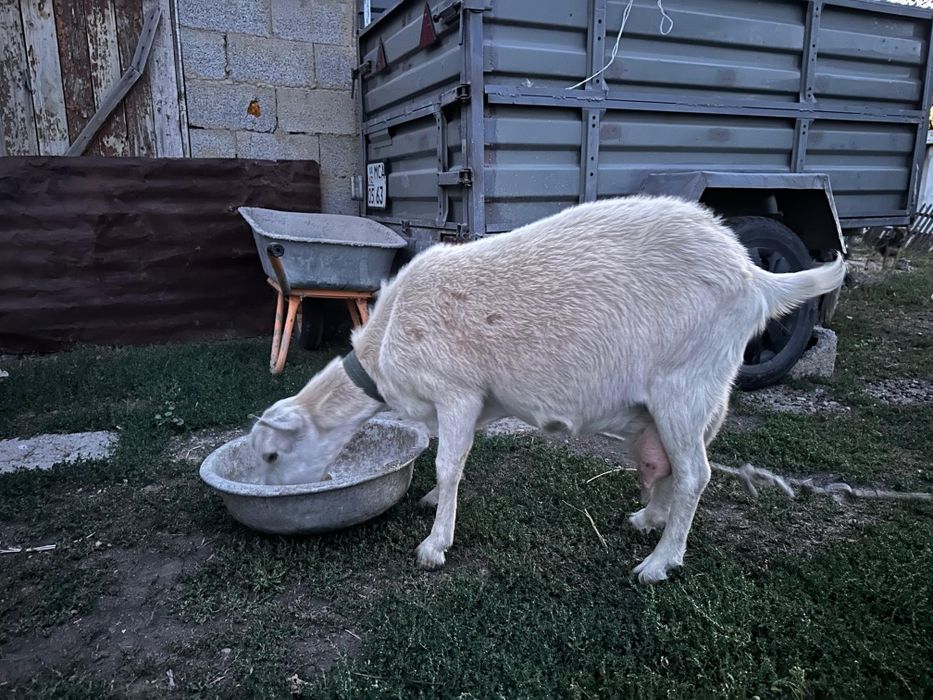 ЗАНЕН Ешкі,  сүтті сауынды ешкі
