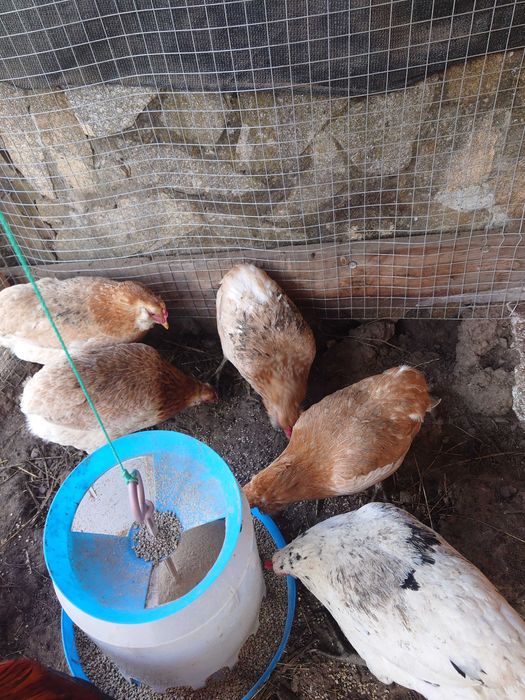 Оплодени яйца от Араукана