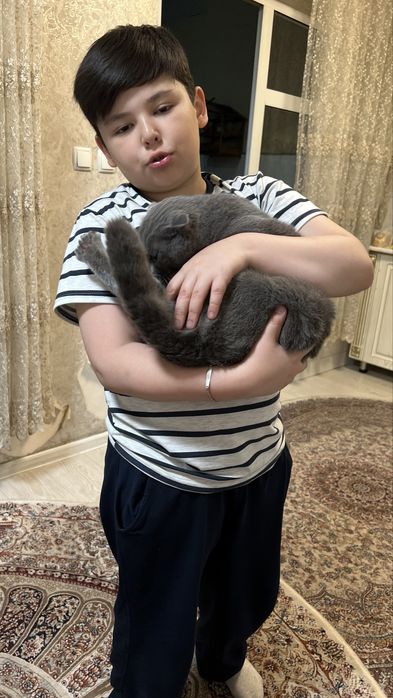 Породистая шатлантская вислоухая  кошка приученная