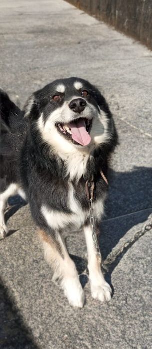 Собака ищет дом!