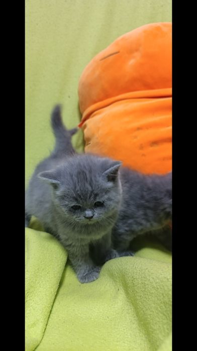 Чистокровные шотланки