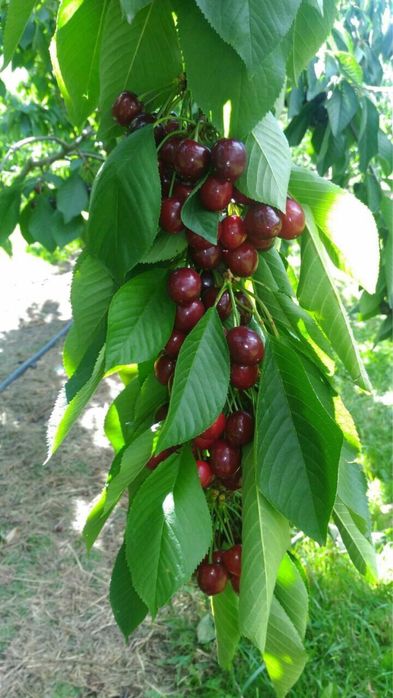 8,7 гектар бог сотилади