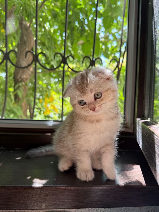 продаю шотландского котенка