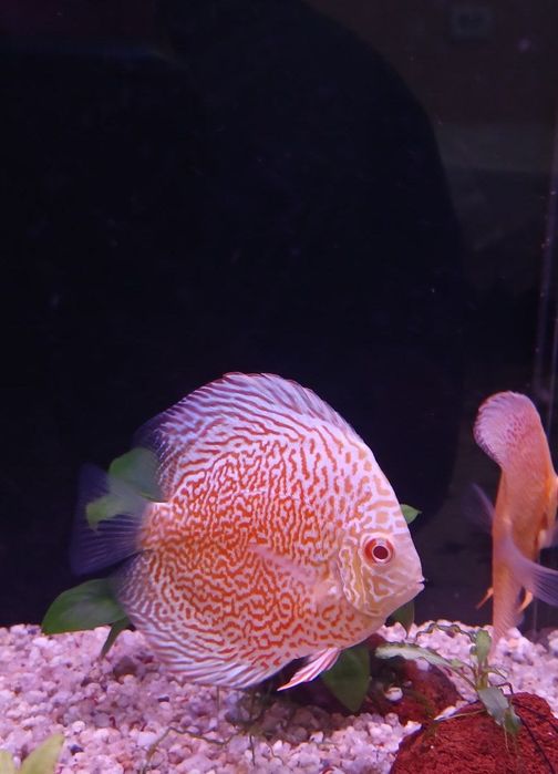 Diskus akvarium baligʻi