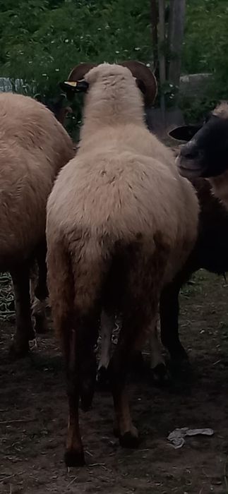 Vand 4 oi ,berbeac,si doua mielee