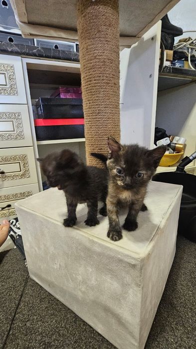 Отдам котят в добрые руки