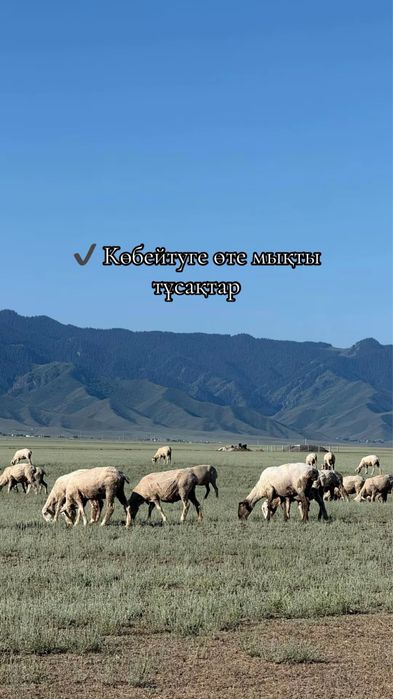 Арқар Меринос Тұсақтар