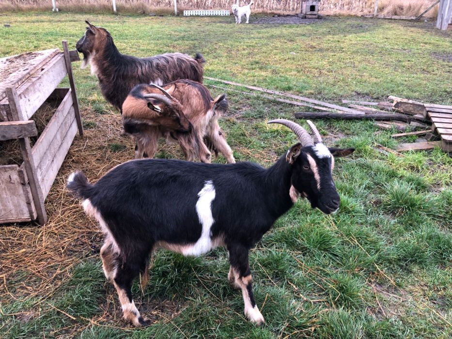 Vand capre bune de lapte