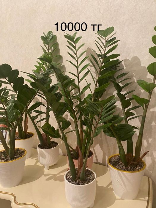 Комнатные цветы долларовые( Замиокулькас)