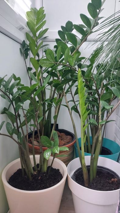 Замиокулькас Долларовое дерево. Пересадка не требуется.Адаптированные