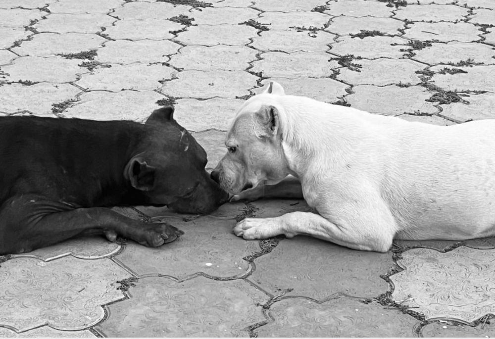 Питбуль щенок продается