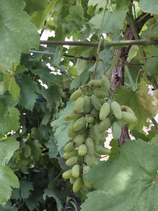 Продается Дом  дачном массиве Проектировщик размером 13х15