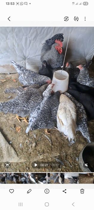 Прадам куры  Даминат