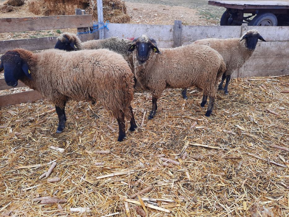 Berbeci rasa Carabas