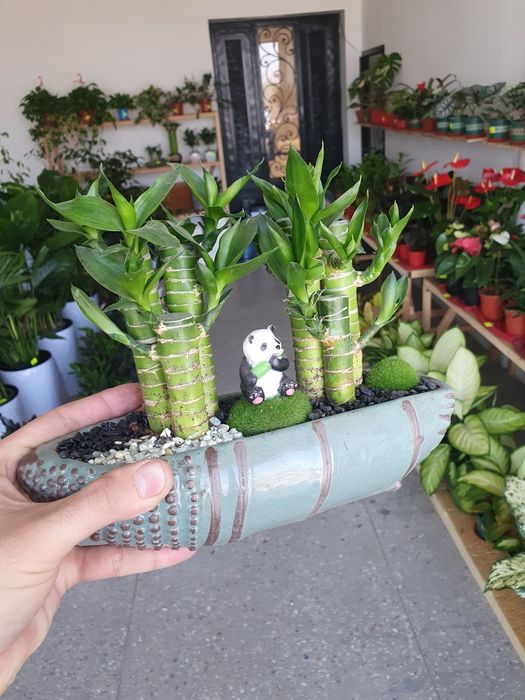 Bambuk lotka бамбук лотка