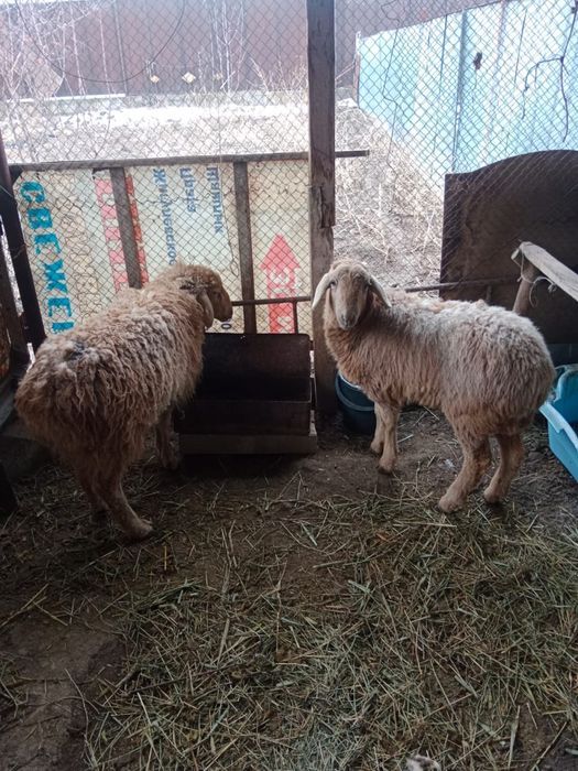 Продам баран  и токтушки
