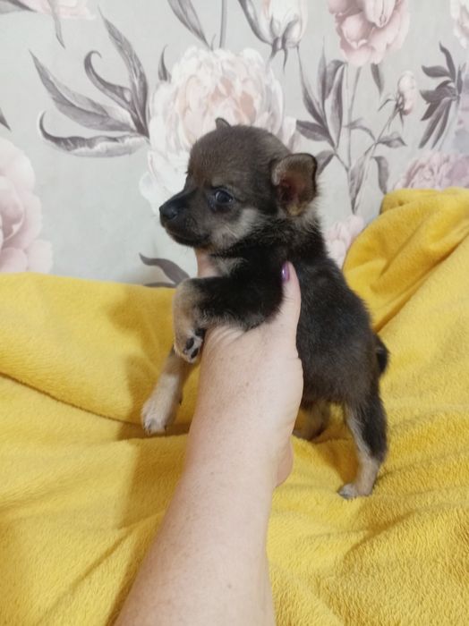 Продам щенка шпице тоя