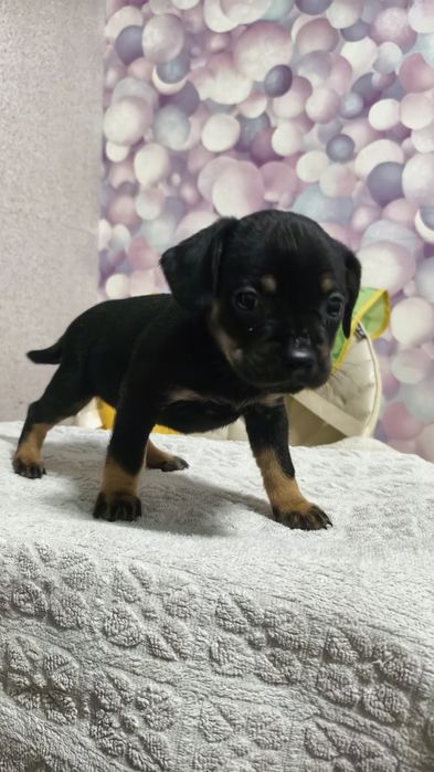 Продам щенков французского бульдога метисы !!