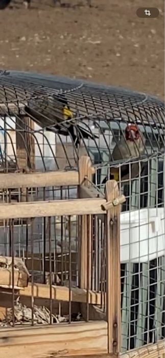 Щеглы пепельные(седоголовые)