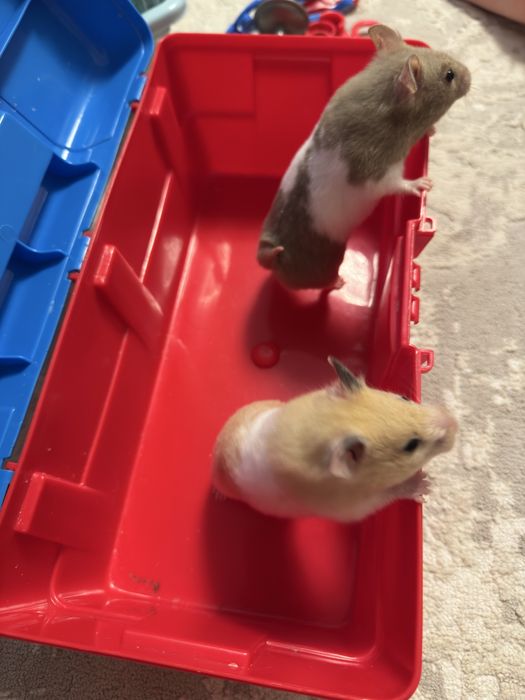 Продам сирийских хомяков
