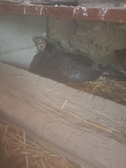 Курк индук сотилади