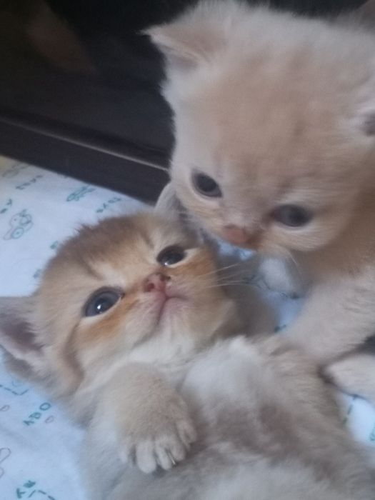 Продам котят породистых