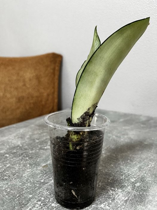 Сансивиерия муншайн