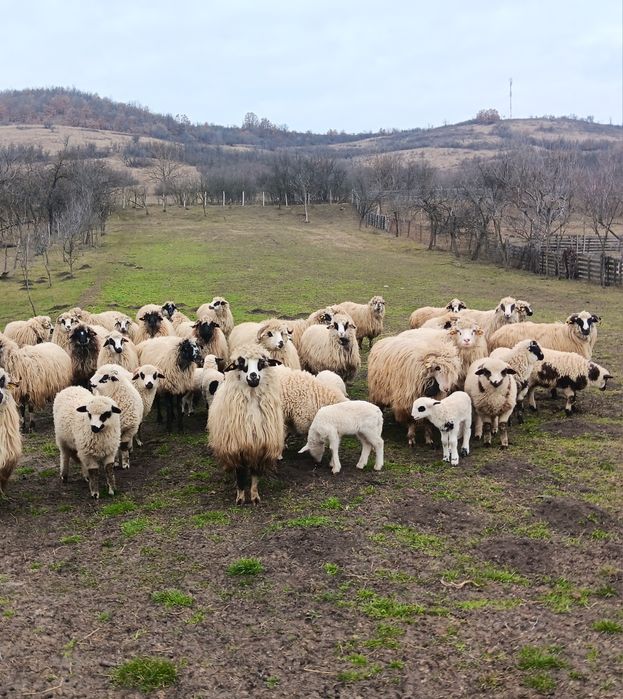 Oi  cu miei  de vanzare