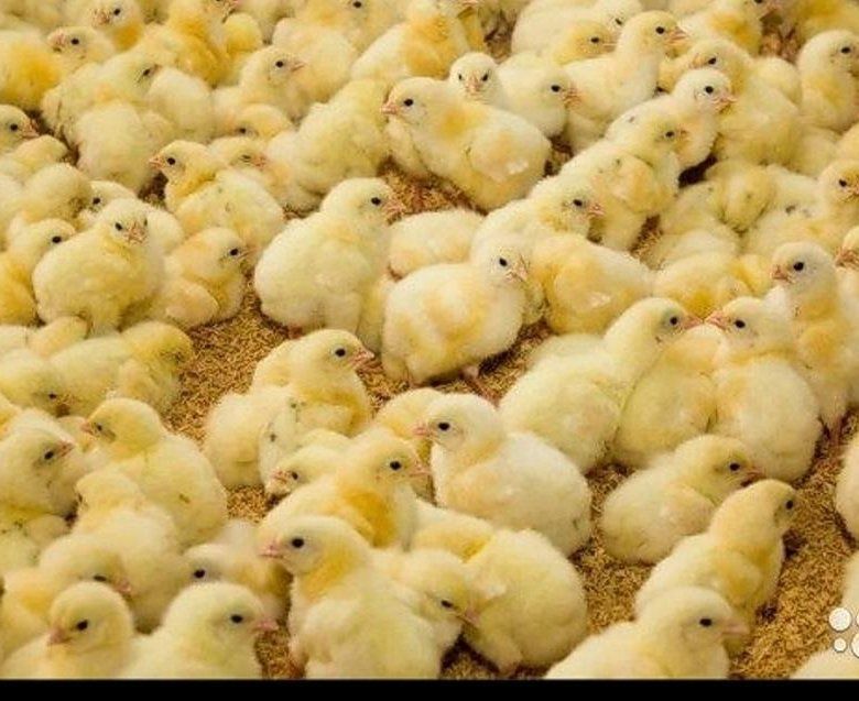 Продам бройлера.