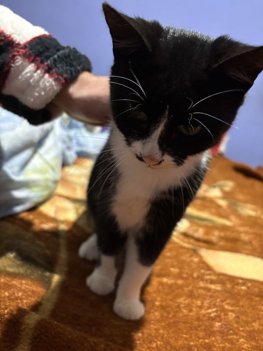 Două pisicute( fetite) spre adoptie