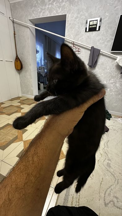 Отдам в добрые руки самец