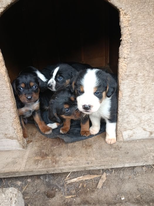 Подарявам пет броя малки кученца.