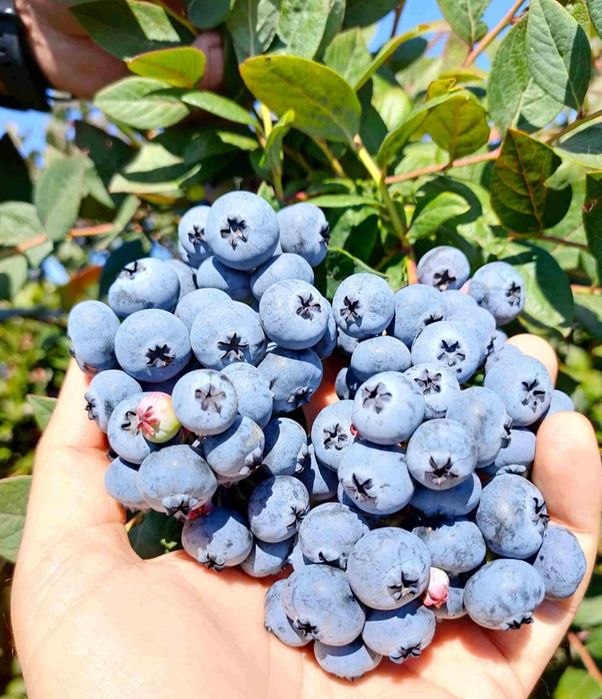 Продам саженцы голубики